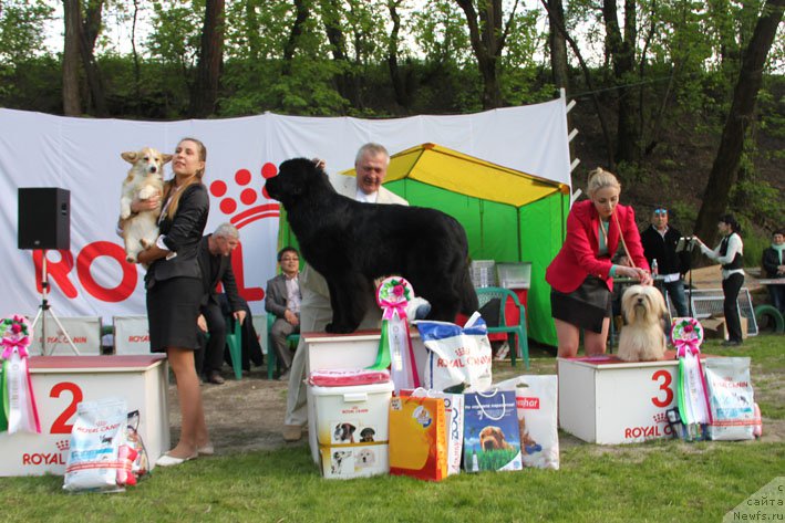 Фото: ньюфаундленд Zhorzhetta s Berega Dona (Жоржетта с Берега Дона)