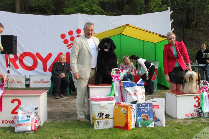 Фото: ньюфаундленд Zhorzhetta s Berega Dona (Жоржетта с Берега Дона)