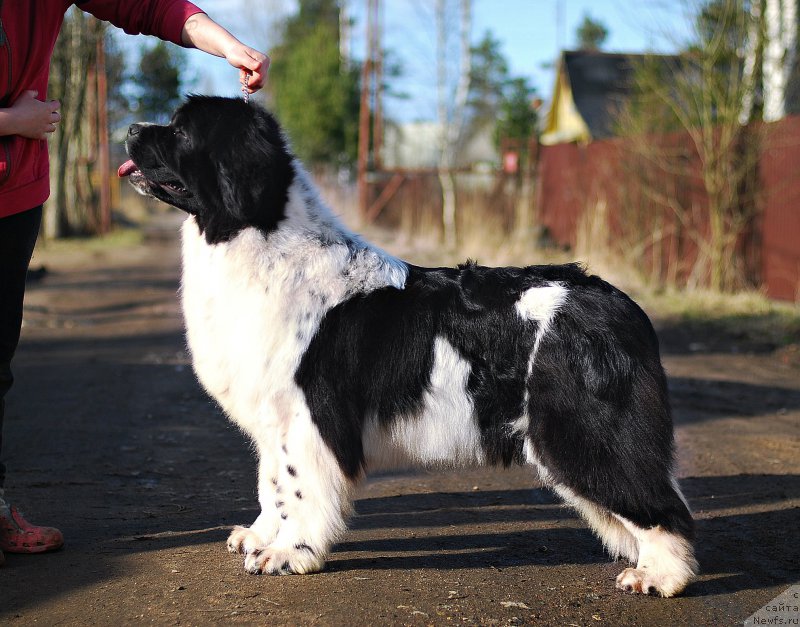 Фотография № 205847