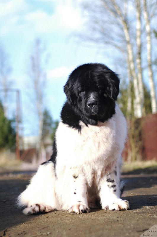 Фотография № 205848