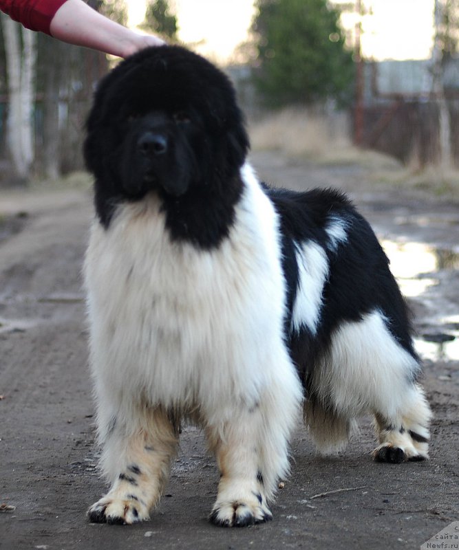 Фотография № 205850