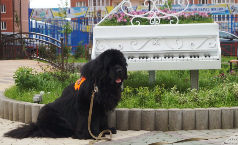 Фото: ньюфаундленд Charuyuschiy Chezario (Чарующий Чезарио)