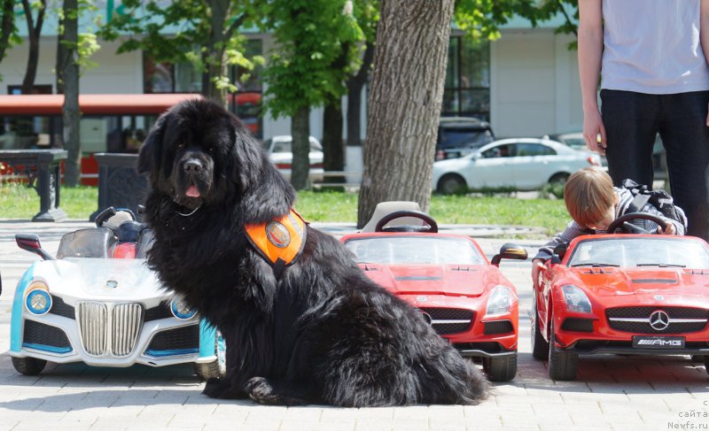 Фото: ньюфаундленд Charuyuschiy Chezario (Чарующий Чезарио)