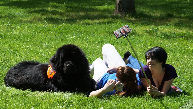 Фото: ньюфаундленд Charuyuschiy Chezario (Чарующий Чезарио)