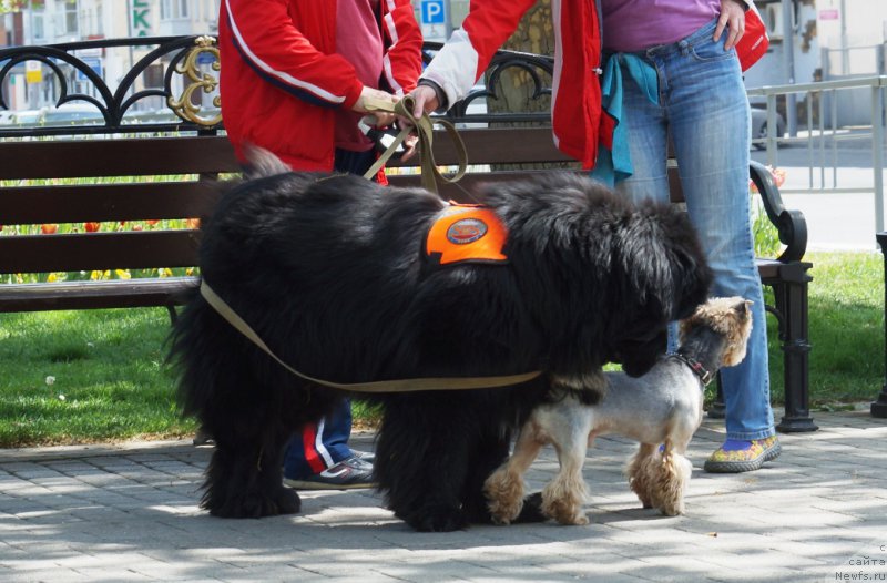 Фото: ньюфаундленд Charuyuschiy Chezario (Чарующий Чезарио)