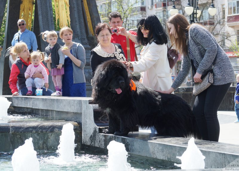 Фото: ньюфаундленд Charuyuschiy Chezario (Чарующий Чезарио)