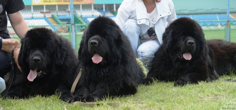 Фото: ньюфаундленд Adams of Dens (Адамс оф Денс), ньюфаундленд Charuyuschiy Chezario (Чарующий Чезарио), ньюфаундленд Amadey fon Bayron (Амадей фон Байрон)