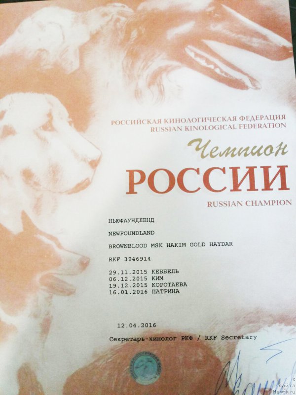 Фото: ньюфаундленд Brownblood MSK Hakim Gold Haydar (Браунблад МСК Хаким Голд Хайдар)