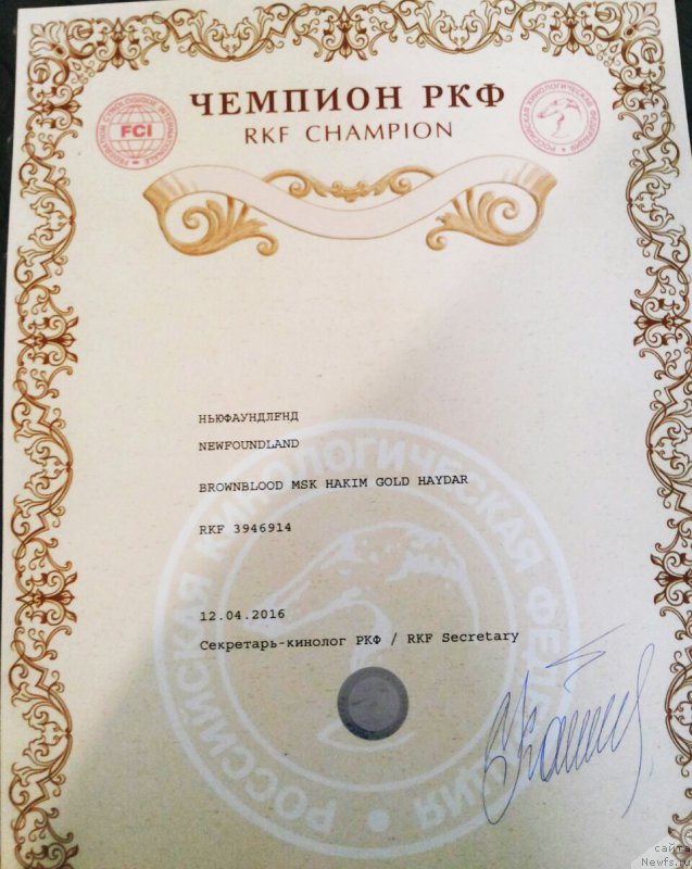Фото: ньюфаундленд Brownblood MSK Hakim Gold Haydar (Браунблад МСК Хаким Голд Хайдар)