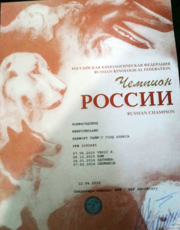 Фото: ньюфаундленд N'yufort Taym's Gold Aleksa (Ньюфорт Тайм'с Голд Алекса)