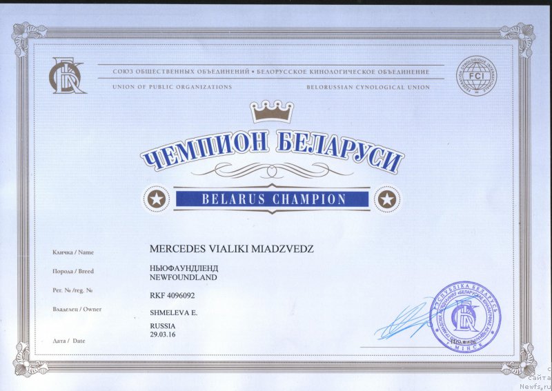 Фото: ньюфаундленд Mercedes Vialiki Miadzvedz (Мерседес Вялiкi Мядзведзь)