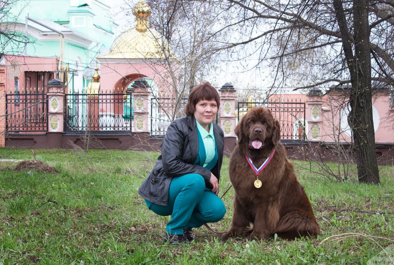 Фото: ньюфаундленд Naomi Tagoliri for Brouwnblood (Наоми Таголири фор Браунблад)