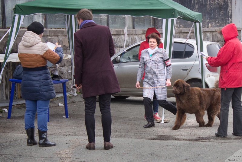 Фото: ньюфаундленд Naomi Tagoliri for Brouwnblood (Наоми Таголири фор Браунблад)