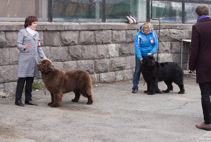 Фото: ньюфаундленд Naomi Tagoliri for Brouwnblood (Наоми Таголири фор Браунблад), ньюфаундленд Sent Djons Mary Poppins (Сент Джонс Мэри Поппинс)