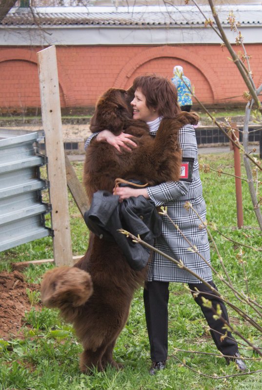 Фото: ньюфаундленд Naomi Tagoliri for Brouwnblood (Наоми Таголири фор Браунблад)