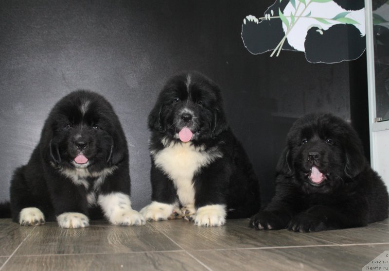 Фотография № 205882