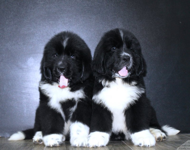 Фотография № 205884