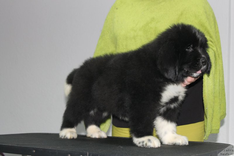 Фотография № 205886