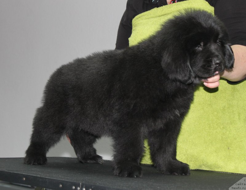 Фотография № 205887