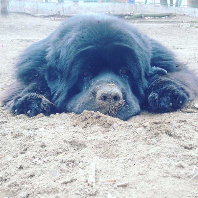 Фото: ньюфаундленд Ih Visochestvo Bishop Karl (Их Высочество Бишоп Карл)