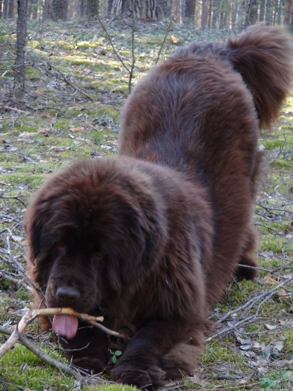 Фото: ньюфаундленд N'yufort Vivian (Ньюфорт Вивиан)