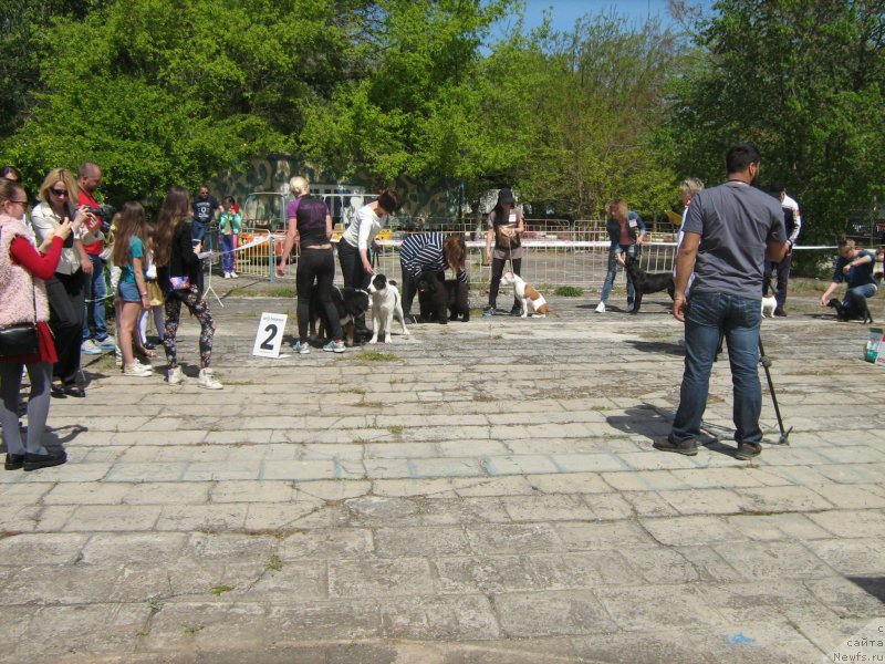 Фото: ньюфаундленд Zimniy Dar s Berega Dona (Зимний Дар с Берега Дона)