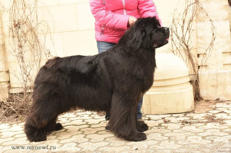 Фото: ньюфаундленд Black Clouds Magic Moment at Stealbears