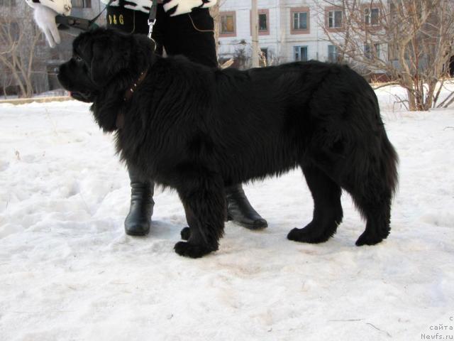 Фото: ньюфаундленд Ottava (Оттава)