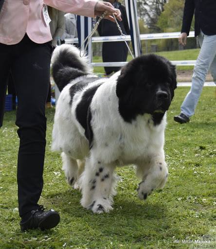 Фото: ньюфаундленд Chernaya Mafia Zebra Time (Черная Мафия Зебра Тиме)