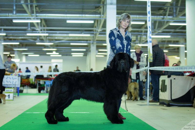 Фото: ньюфаундленд Smigar Liverpulsiy Chetvertak (Смигар Ливерпульский Четвертак)