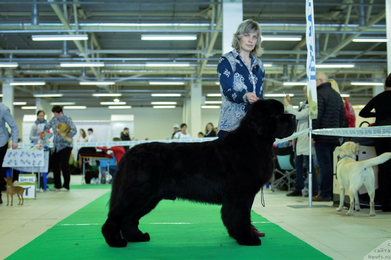 Фото: ньюфаундленд Smigar Liverpulsiy Chetvertak (Смигар Ливерпульский Четвертак)