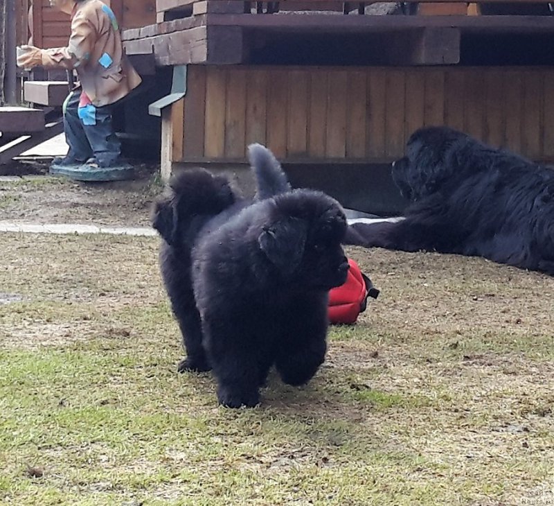 Фото: ньюфаундленд Waterton-Lakes Bear National Treasure (Уотертон-Лейкс Беар Нейшнл Треже)