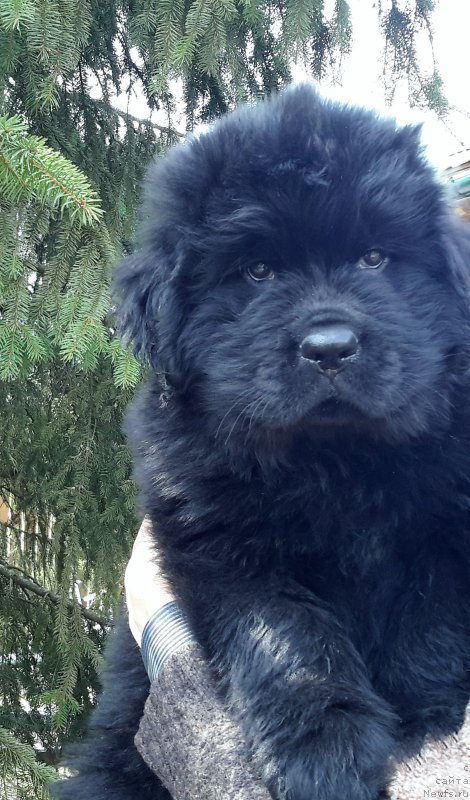 Фото: ньюфаундленд Waterton-Lakes Bear National Treasure (Уотертон-Лейкс Беар Нейшнл Треже)