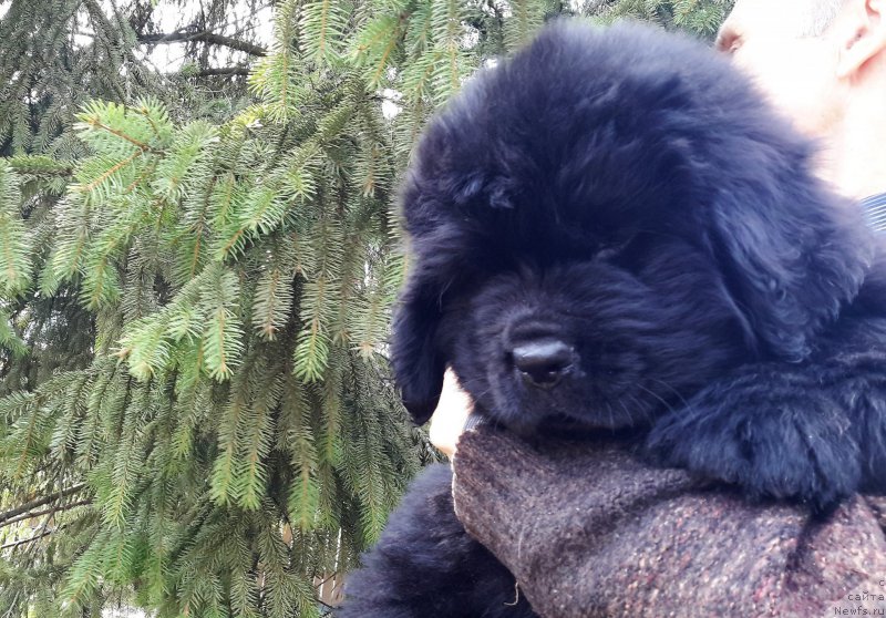 Фото: ньюфаундленд Waterton-Lakes Bear National Treasure (Уотертон-Лейкс Беар Нейшнл Треже)