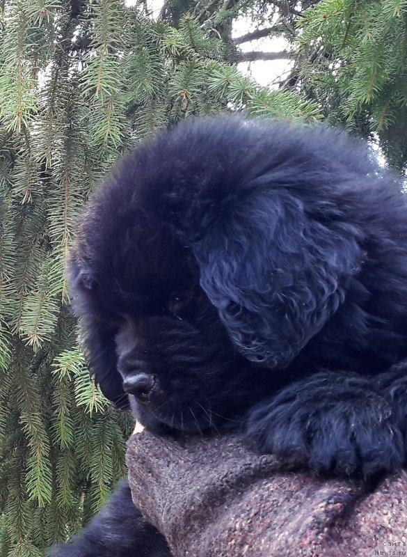 Фотография № 205909