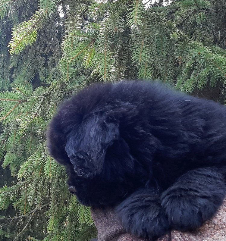 Фотография № 205911