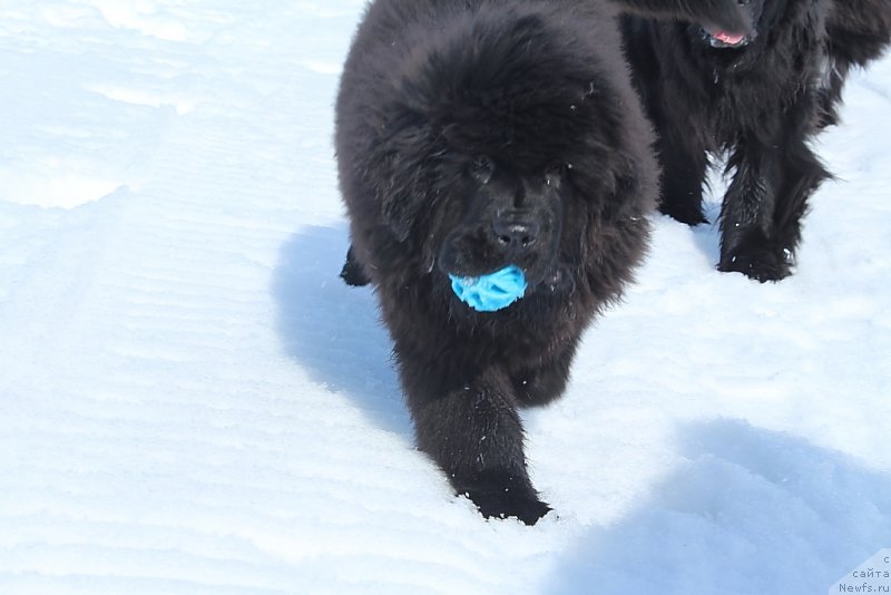 Фото: ньюфаундленд Daymond King (Даймонд Кинг)