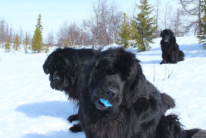 Фото: ньюфаундленд Neretum Tribe Xagrid