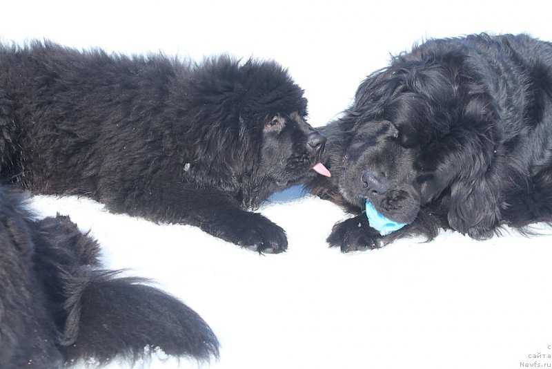 Фото: ньюфаундленд Daymond King (Даймонд Кинг), ньюфаундленд Neretum Tribe Xagrid