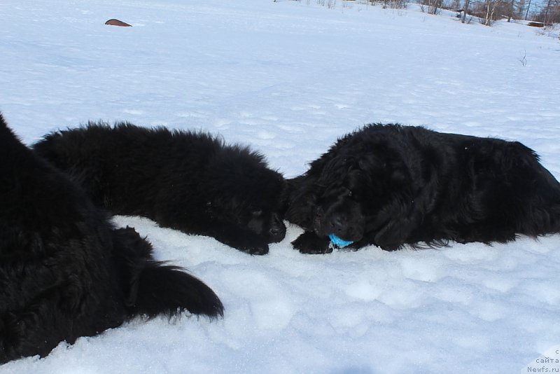 Фото: ньюфаундленд Daymond King (Даймонд Кинг)