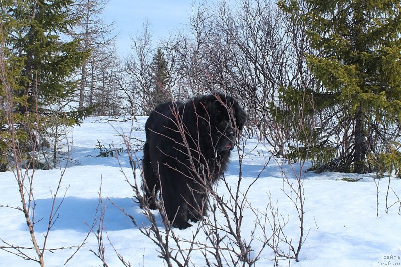 Фото: ньюфаундленд Gloriya Grand Blek (Глория Гранд Блек)