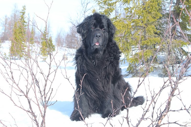 Фото: ньюфаундленд Gloriya Grand Blek (Глория Гранд Блек)