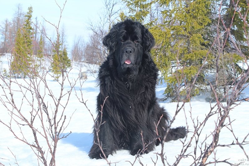 Фото: ньюфаундленд Gloriya Grand Blek (Глория Гранд Блек)