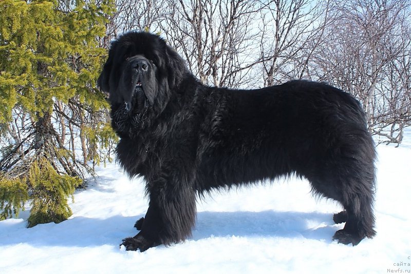 Фото: ньюфаундленд Beguschaya po Volnam Zero Kool (Бегущая по Волнам Зеро Коол)