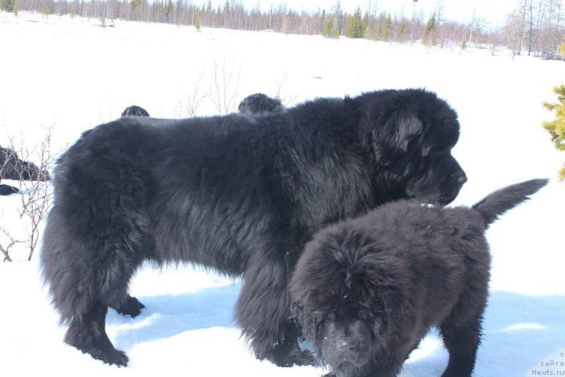 Фото: ньюфаундленд Beguschaya po Volnam Zero Kool (Бегущая по Волнам Зеро Коол), ньюфаундленд Daymond King (Даймонд Кинг)