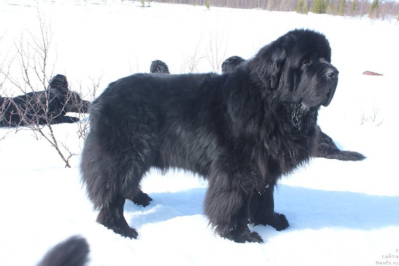 Фото: ньюфаундленд Beguschaya po Volnam Zero Kool (Бегущая по Волнам Зеро Коол)