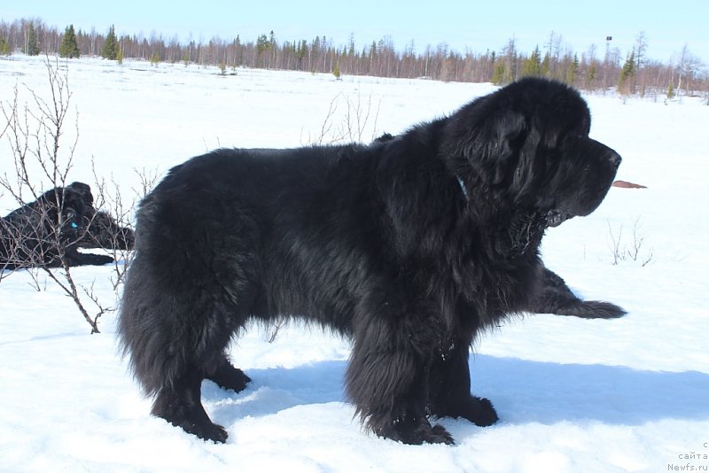 Фото: ньюфаундленд Beguschaya po Volnam Zero Kool (Бегущая по Волнам Зеро Коол)