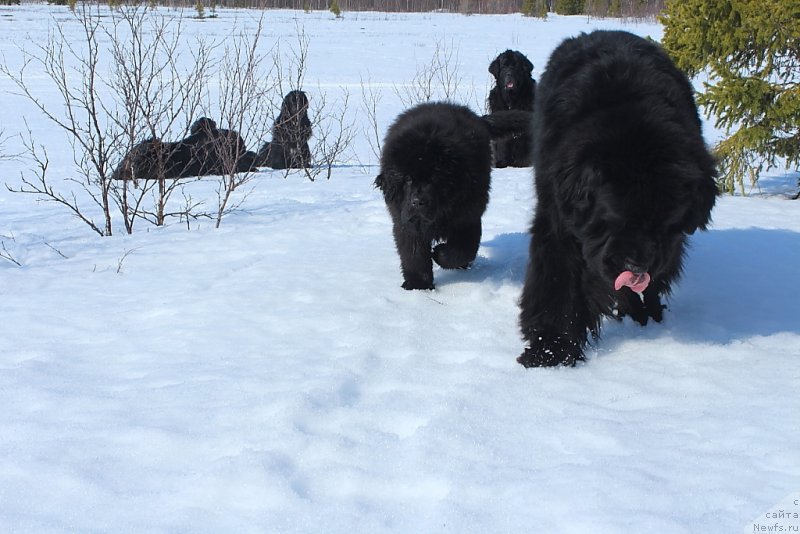 Фото: ньюфаундленд Daymond King (Даймонд Кинг), ньюфаундленд Beguschaya po Volnam Zero Kool (Бегущая по Волнам Зеро Коол)