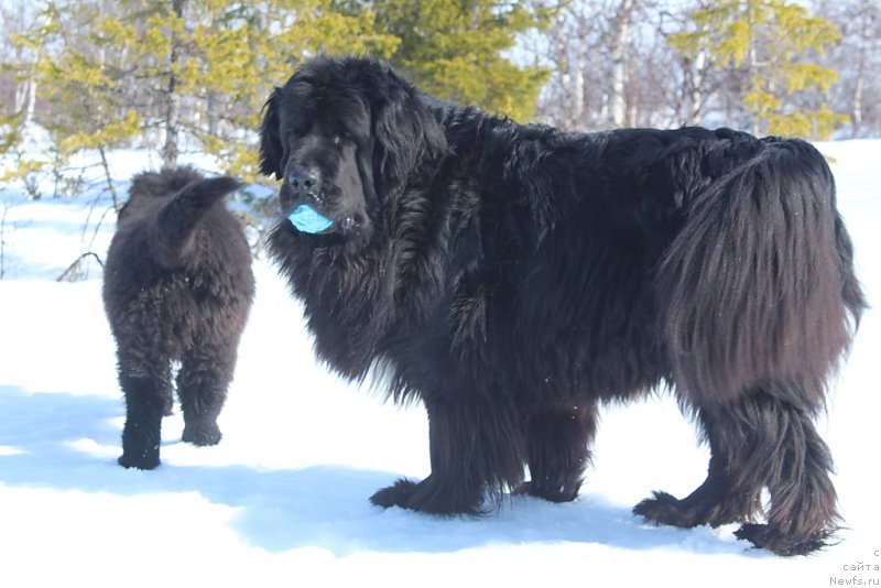 Фото: ньюфаундленд Neretum Tribe Xagrid