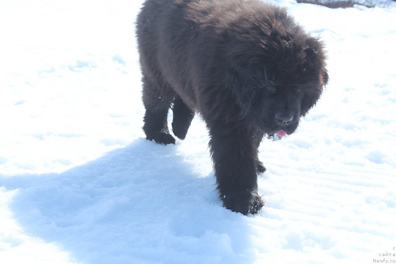 Фото: ньюфаундленд Daymond King (Даймонд Кинг)